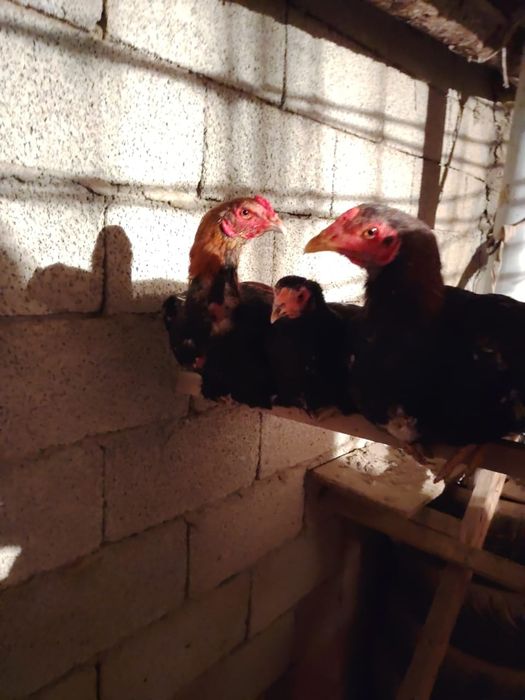 Honor x 9 d супер