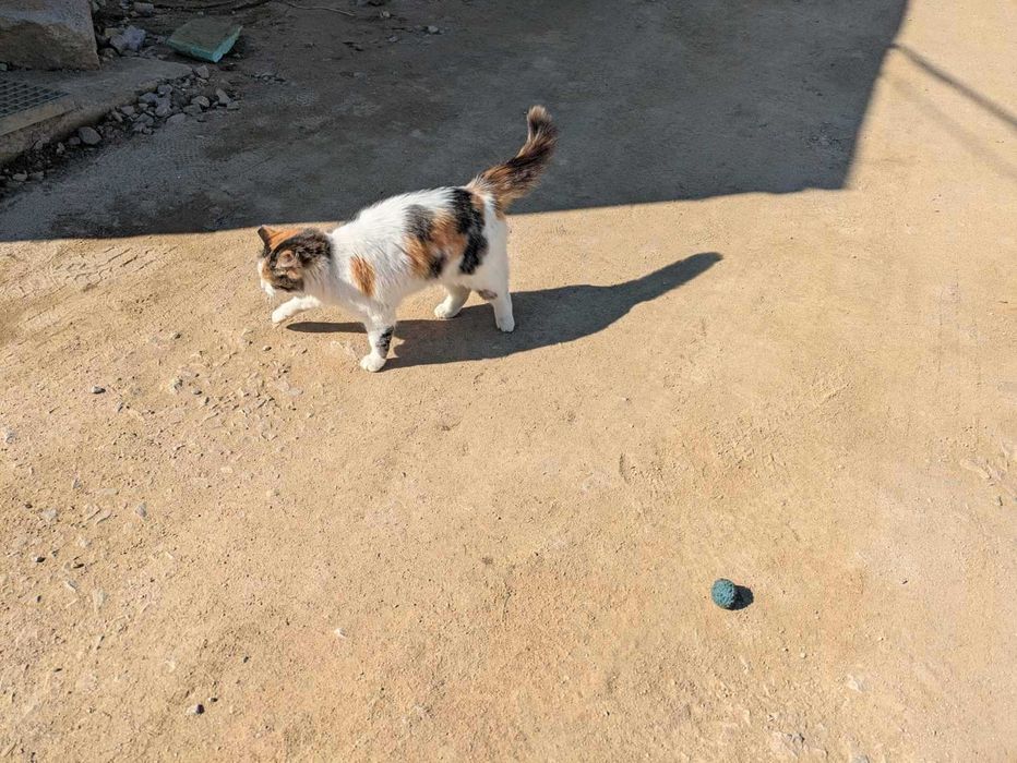 Кастрирана женска котка на година и половина си търси приемно семейство