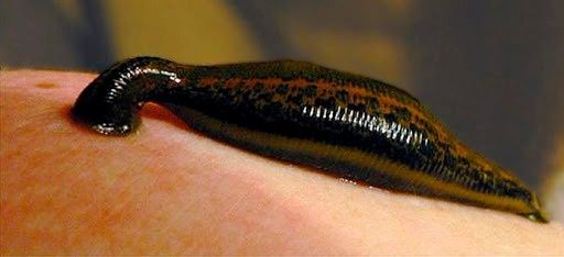 Зулук сотилади пиявки Туркия и Россия