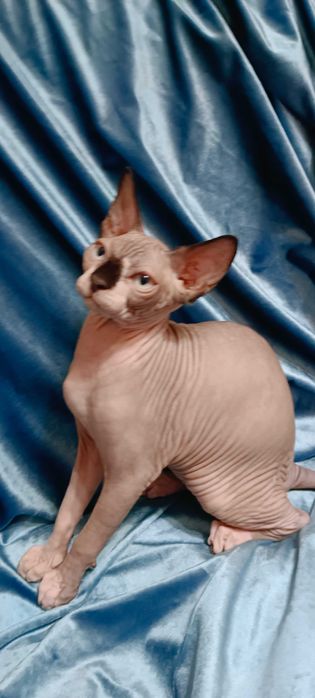 Канадский сфинкс