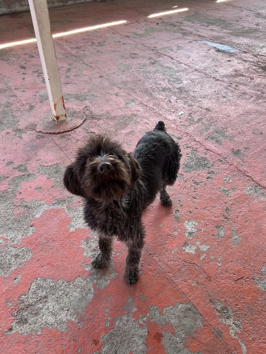 Дратхаар щенок 6 месяцев, с родословной