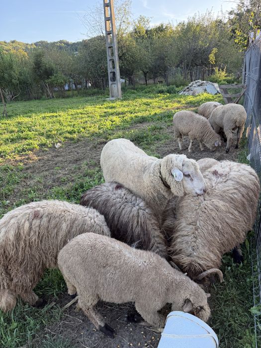 Oi de vanzare metis texel