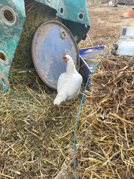 Puicuțe combatant indian