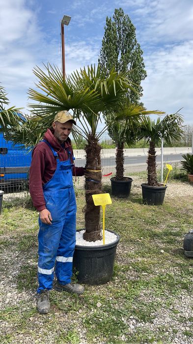 Palmieri rezistenți la inghet toate dimensiunile