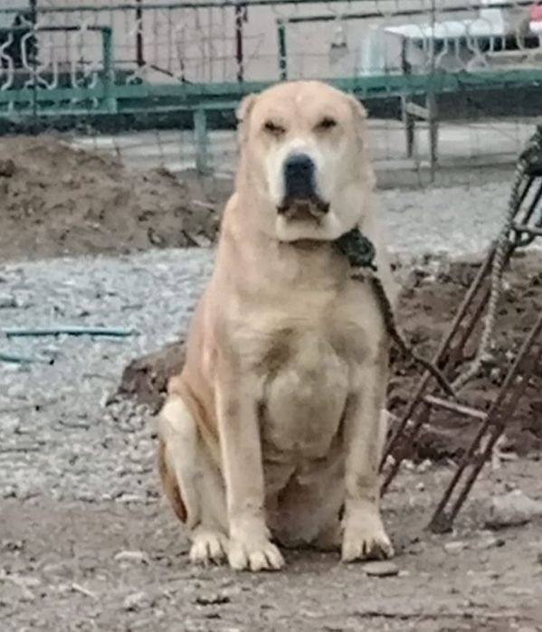 3 жасар ұрғашы төбет сатылады