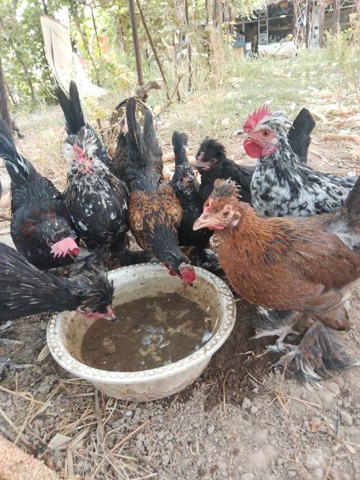 Brama,qora shag'zoda, yapon jo'jalar