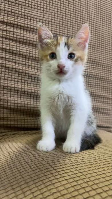 котятки девочки ждут своих хозяев