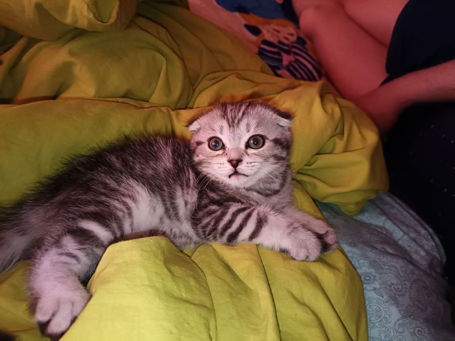 Продам котят шотландских вислоухих