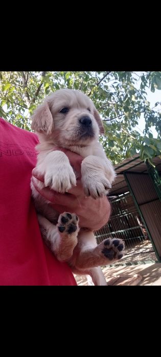 Golden retriever rasa pura