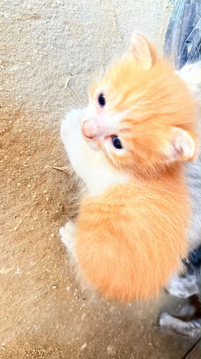 Котенок мальчик