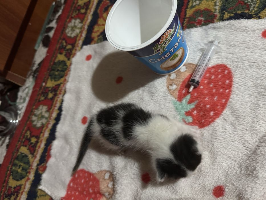 Котёнка ( mushuk bolasi)