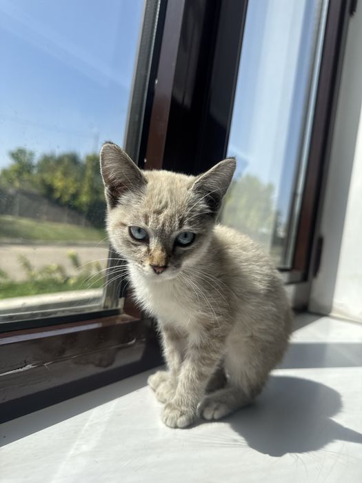 Котенок в хорошие руки
