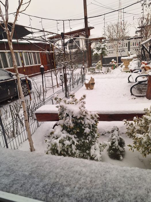 Donez cățelușă, pechinez imperial