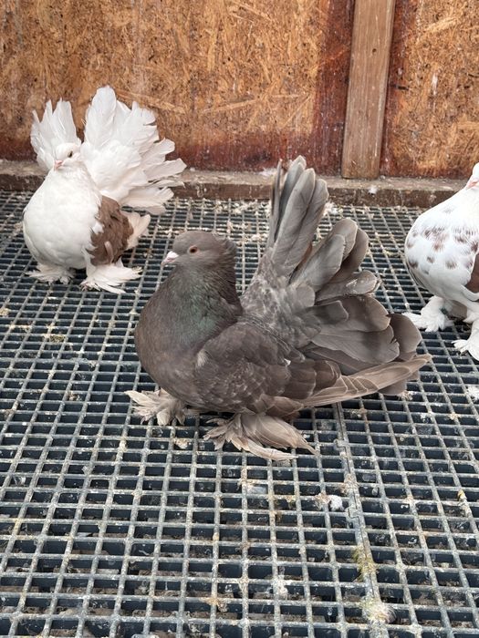 Vand Voltati indieni