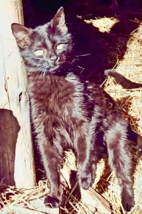 Младо, кастрирано женско коте търси дом