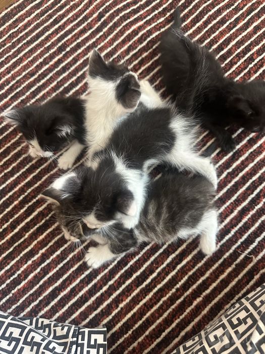 Котята 2 месяца