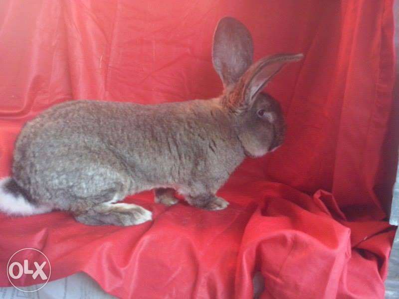 Iepuri Urias German Gri