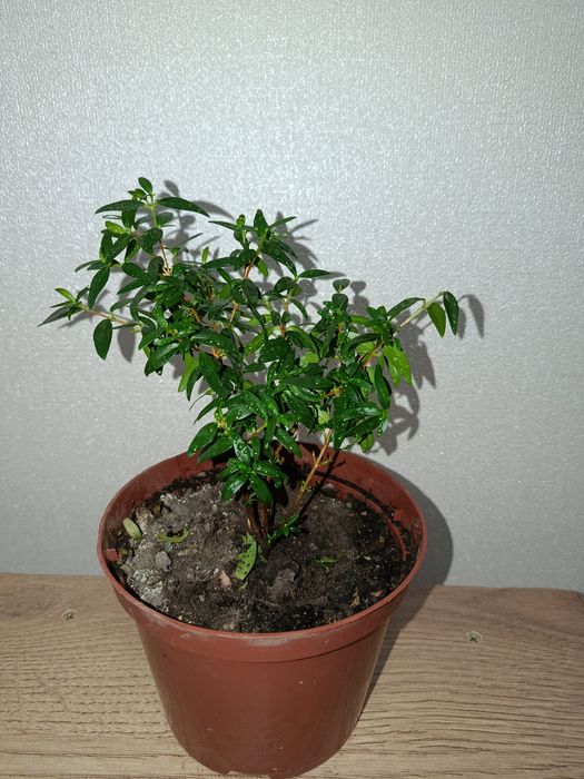 Комнатные цветы.