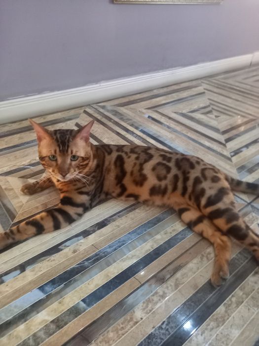 Бенгал на вязку.