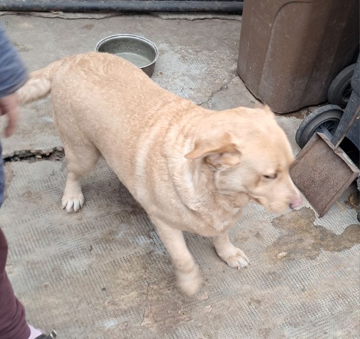 Donez Labrador Retriver Femela