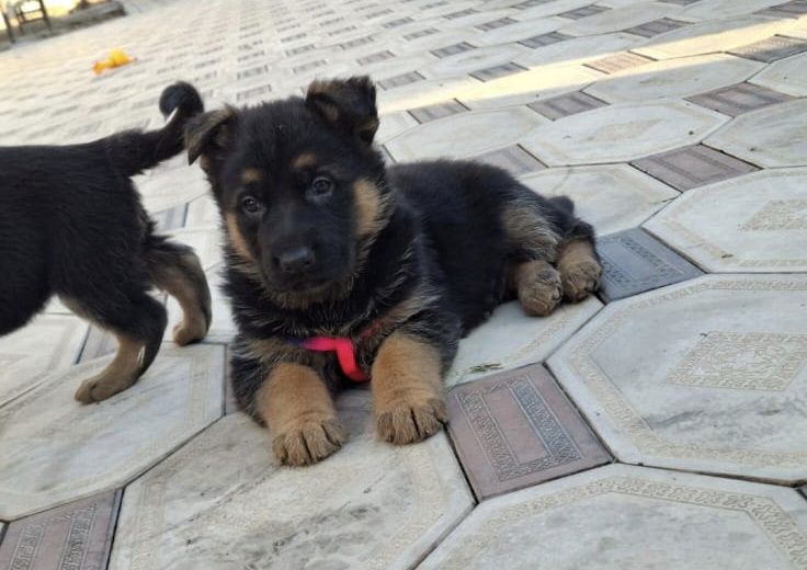 Немецские овчарки