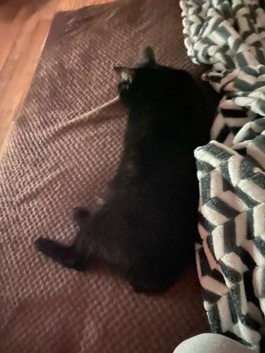 Котики мальчики ищут дом