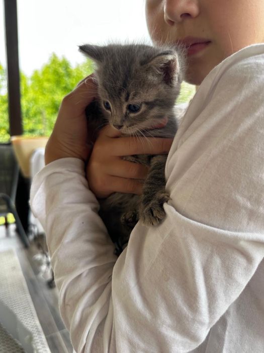 Котята  бесплатно