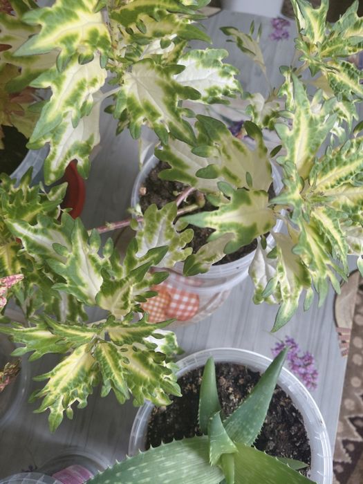 Продам цветы коллеусы.