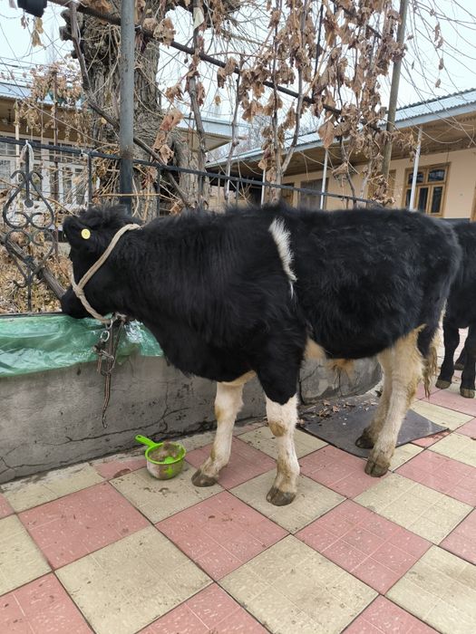 Букалар сотилади.