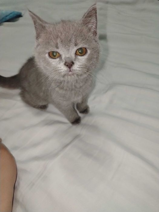 Зоттор мушук сотилади. Карши шаха