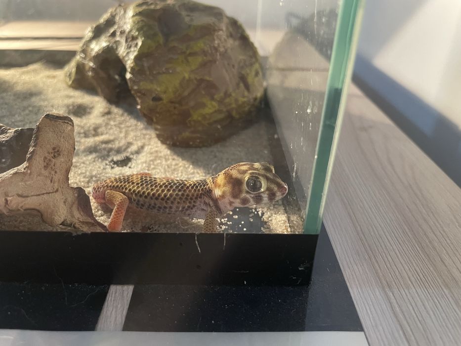 Эублефар (леопардовый геккон)