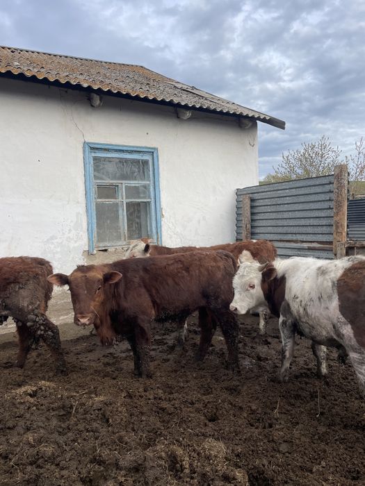 Продаю бычков 1 год