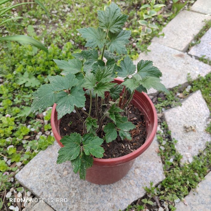 Анемона махровая,компактная.