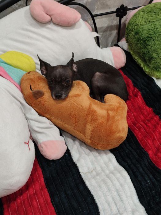 Тойчик ищет невесту для вязки