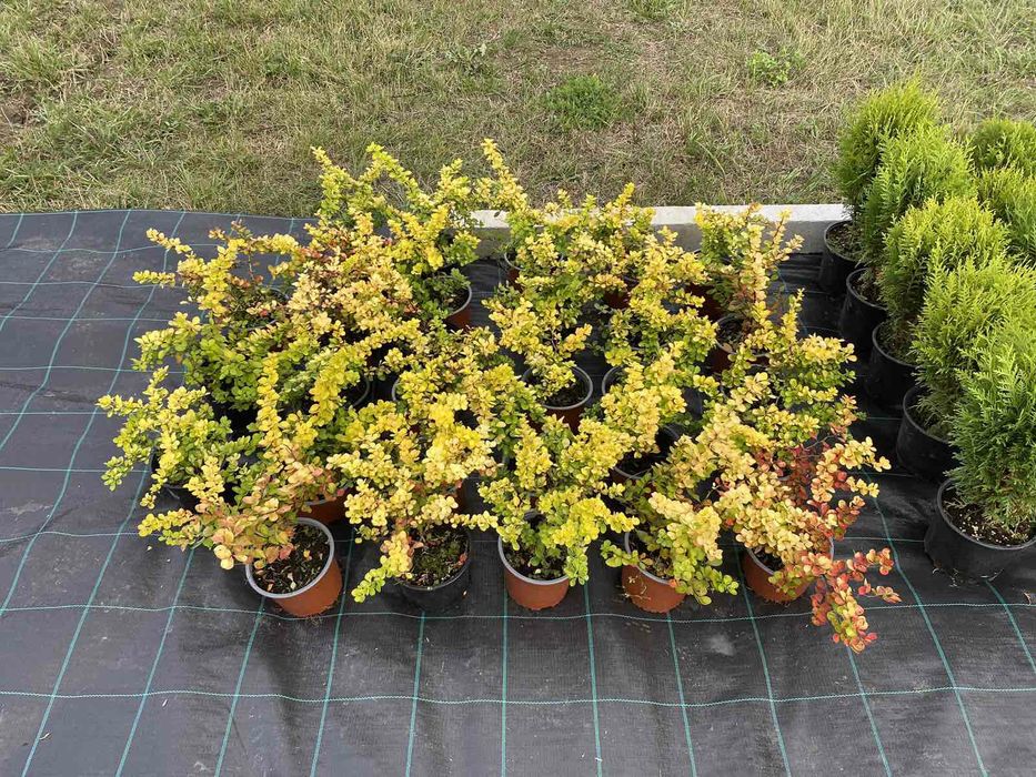 Laur Englezesc / Leylandii / Photinia Red Robin / Prunus Laurocerasus