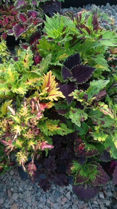 Продам колеусы разные