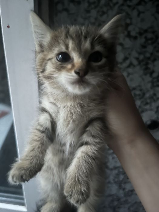 котенок ищет дом