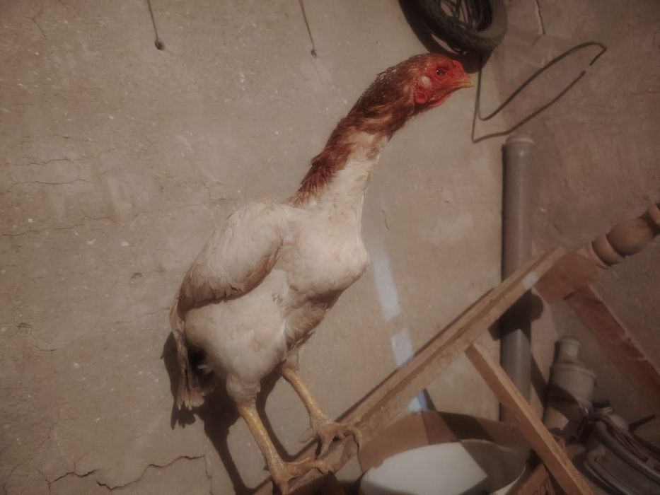 Тауық қораз сатылады