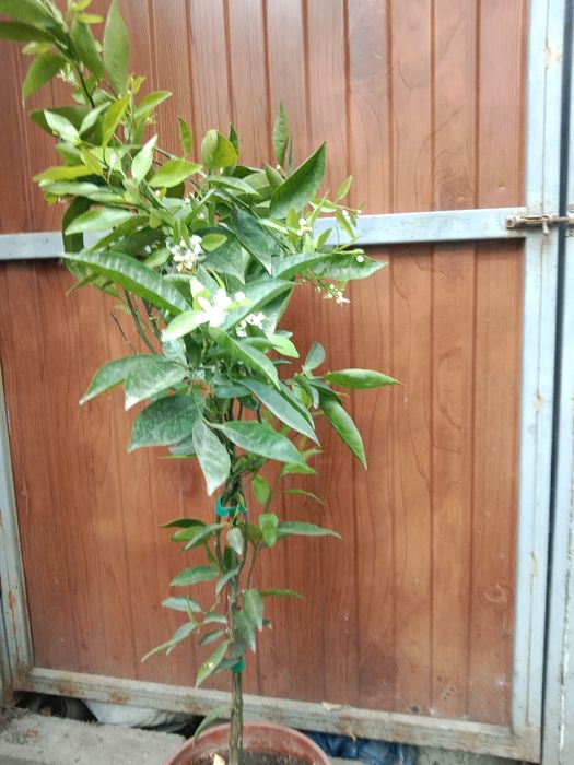 Продам цитрусовые