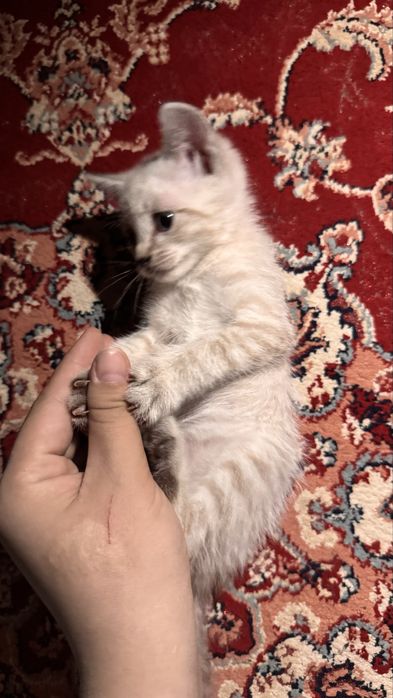 маленький котёнок , пол:ж