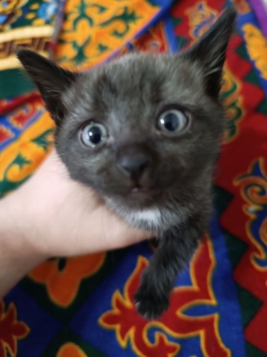 Отдам сереньких котят