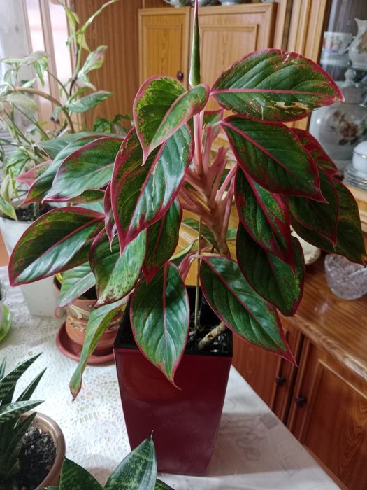 Комнатные цветы в новом грунте