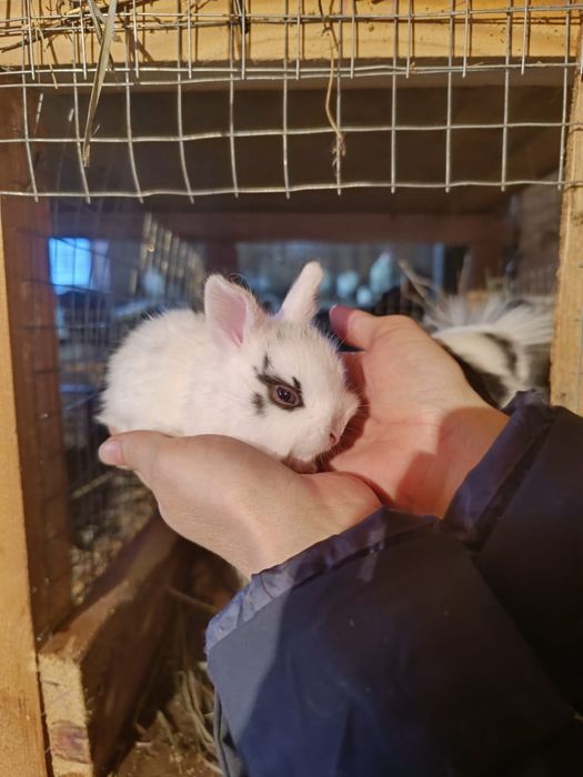 Карликовые кролики