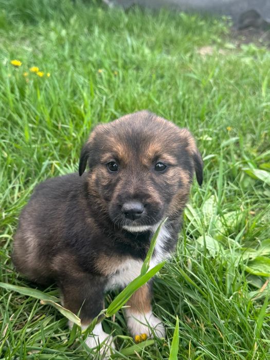 Adoptie caini-2 luni