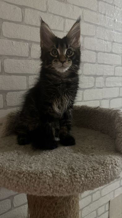 КОТЯТА_Продаются_