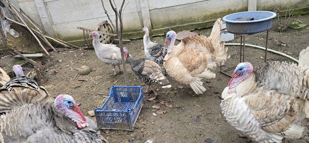 Vând  Curcani  Curci  mai  multe detalii în privat 250lei