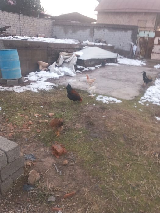 Товуклар ва хурозлар сотилди