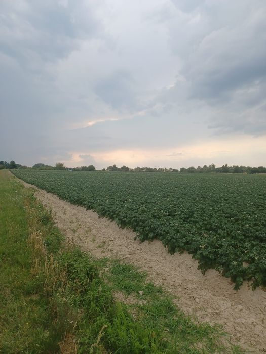 Cartofi de samanta din elita soi riviera