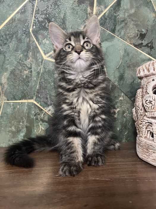 Продаю котят мейн кун