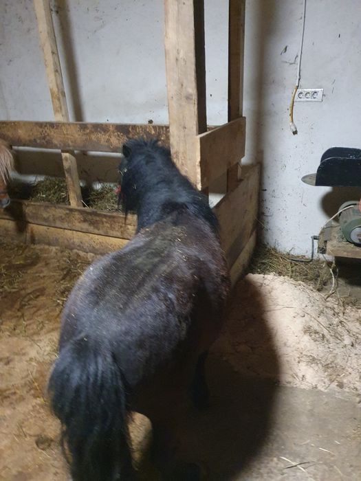 Ponei de vanzare